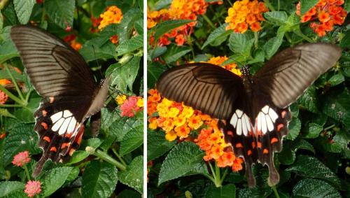 Papilio polytes